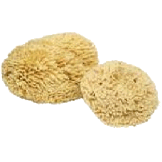 Natural Sea Sponges – BROOK FARM GENERAL STORE